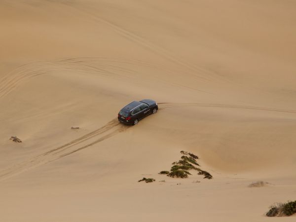 In the Dunes of the Namib Desert
