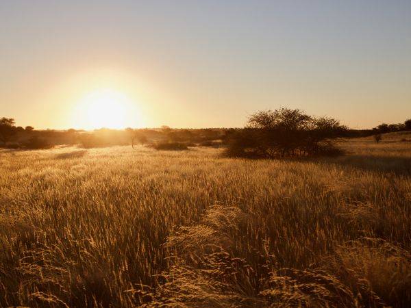 Sunset in the Kalahari Desert